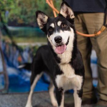 Wednesday -  Husky and Shepherd Dog for Adoption in Washington, District Of Columbia - Wednesday | PetCurious