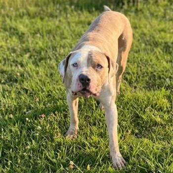 Duke -  Pit Bull Terrier Dog for Adoption in Pittsfield, Illinois - Duke | PetCurious