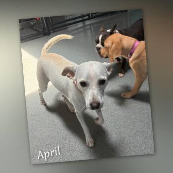 April -  Chihuahua Dog for Adoption in Fredericksburg, Virginia - April | PetCurious