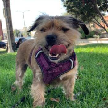 Dwayne -  Border Terrier Dog for Adoption in Pasadena, California - Dwayne | PetCurious