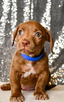 Salvador -  Dachshund and Pit Bull Terrier Dog for Adoption in Yakima, Washington - Salvador | PetCurious