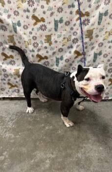 Pit Bull Terrier Dogs Available for Adoption - NOVA | PetCurious