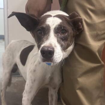 thor -  Jack Russell Terrier and Mixed Breed Dog for Adoption in Yuma, Arizona - Thor | PetCurious