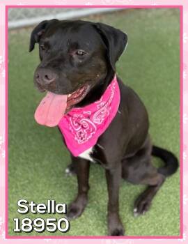 Black Labrador Retriever Dogs Available for Adoption in Marietta, Georgia - STELLA  | PetCurious