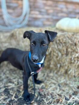 Rescue Beagle and Mixed Breed Dogs for Adoption in Aiken, South Carolina - Aretha | PetCurious