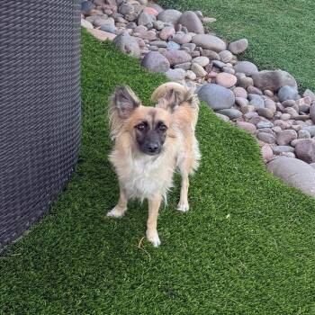 Marina -  Papillon and Mixed Breed Dog for Adoption in Las Vegas, Nevada - Marina | PetCurious