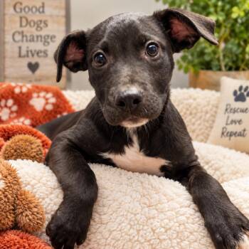 Lindy -  Mixed Breed Dog for Adoption in Hopkinton, Massachusetts - Lindy | PetCurious