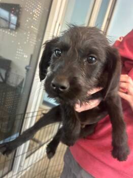 Schnauzer Dogs Available for Adoption - Sizzle (Sx7 Pups) | PetCurious