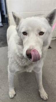 WINTER -  German Shepherd Dog Dog for Adoption in San Bernardino, California - WINTER | PetCurious
