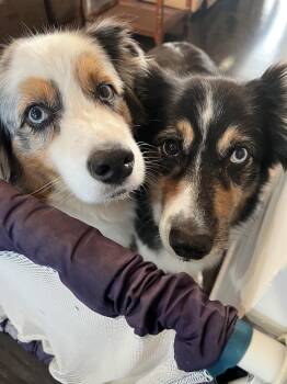 Cowboy and Max -  Australian Shepherd Dog for Adoption in Alexandria, Virginia - Cowboy And Max | PetCurious