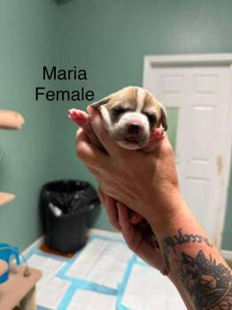Maria -  Corgi Dog for Adoption in Elkton, Maryland - Maria | PetCurious