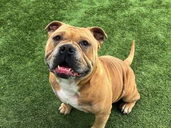 HEIMLICH -  American Bulldog Dog for Adoption in Tustin, California - HEIMLICH | PetCurious