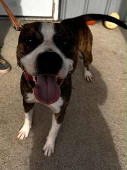 Rescue Pit Bull Terrier Dogs for Adoption in Evansville, Indiana - Junge | PetCurious