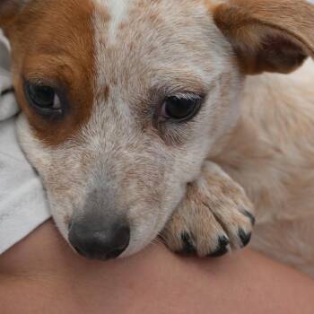Will -  Jack Russell Terrier and Chihuahua Dog for Adoption in Kansas City, Missouri - Will | PetCurious