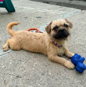 Pug and Border Terrier Dogs Available for Adoption in Warren, Michigan - Theodore | PetCurious