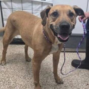 Destiny -  Pit Bull Terrier and Mixed Breed Dog for Adoption in Bullhead City, Arizona - Destiny | PetCurious