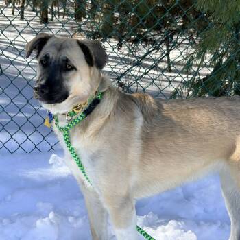 Anatolian Shepherd Dogs Available for Adoption - Harper | PetCurious