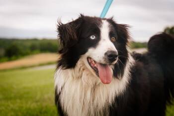 Rescue Australian Shepherd Dogs for Adoption in Gradyville, Kentucky - Jasper | PetCurious