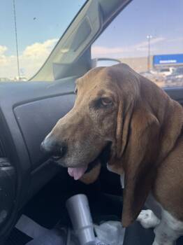Huck -  Basset Hound Dog for Adoption in Grapevine, Texas - Huck | PetCurious
