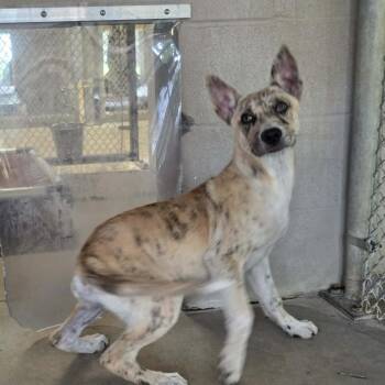 Catahoula Leopard Dog and Australian Cattle Dog Blue Heeler Dogs Available for Adoption in Klein, Texas - Blair | PetCurious