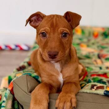 Biscotti -  Carolina Dog and Hound Dog for Adoption in Green Bay, Wisconsin - Biscotti | PetCurious