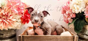 Rescue American Bulldog and Chihuahua Dogs for Adoption in Newberg, Oregon - Hendrix | PetCurious