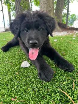 Chow Chow and Black Labrador Retriever Dogs Available for Adoption in Wilmington, North Carolina - Loki | PetCurious