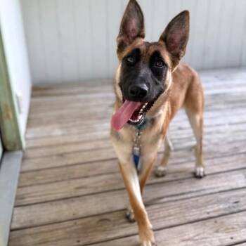 Jade Playtime Princess -  Belgian Shepherd Malinois and German Shepherd Dog Dog for Adoption in Friendswood, Texas - Jade Playtime Princess | PetCurious