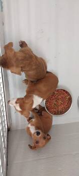 Terrier Dogs Available for Adoption in Mocksville, North Carolina - Border Collie Puppy 4(Gemma) | PetCurious