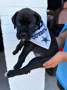 Rowdy -  Great Dane and Boxer Dog for Adoption in Frisco, Texas - Rowdy | PetCurious