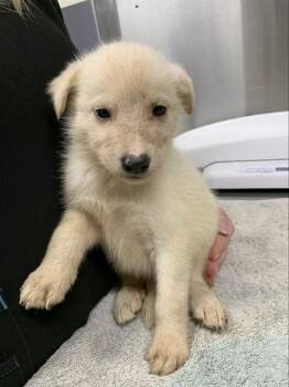 ANASTASIA -  Husky Dog for Adoption in Fairbanks, Alaska - ANASTASIA | PetCurious