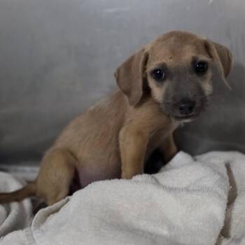 Madonna -  Mixed Breed Dog for Adoption in Jefferson City, Tennessee - Madonna | PetCurious