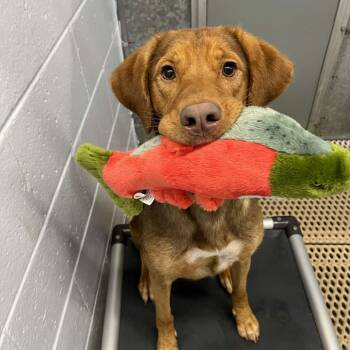 Rescue Mixed Breed Dogs for Adoption in Dayton, Ohio - Lilly | PetCurious