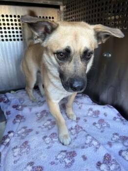 Shepherd and Mixed Breed Dogs Available for Adoption - Sarge | PetCurious