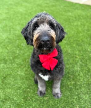 Labradoodle Dogs Available for Adoption in Fairfield, Connecticut - Oliver | PetCurious
