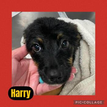Australian Cattle Dog Blue Heeler Dogs Available for Adoption in Ringwood, New Jersey - Harry | PetCurious