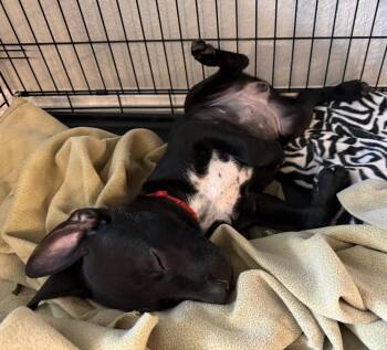 Onyx -  Labrador Retriever Dog for Adoption in Colorado Springs, Colorado - Onyx | PetCurious