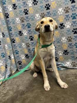 SARAH -  German Shepherd Dog Dog for Adoption in Rosenberg, Texas - SARAH | PetCurious