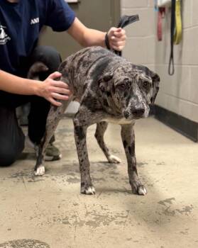 Catahoula Leopard Dog Dogs Available for Adoption - Sophia | PetCurious