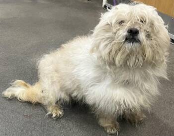 GRANT -  Terrier Dog for Adoption - GRANT | PetCurious