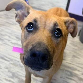Brook Bubbly - Local Girl -  Shepherd and Black Mouth Cur Dog for Adoption in Andover, Massachusetts - Brook Bubbly - Local Girl | PetCurious