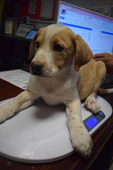 Terrier and Mixed Breed Dogs Available for Adoption in Pahrump, Nevada - Bonnie P4 | PetCurious