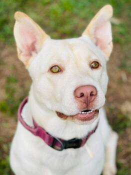 AC-5237 "Milo" -  Labrador Retriever and Husky Dog for Adoption in Conyers, Georgia - AC-5237 "Milo" | PetCurious