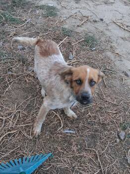 Jonah -  Australian Cattle Dog Blue Heeler Dog for Adoption in Thornton, Colorado - Jonah | PetCurious