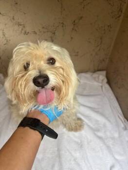 Ali`i -  Shih Tzu and Mixed Breed Dog for Adoption in Honolulu, Hawaii - Ali`i | PetCurious