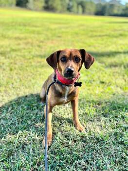 Beagle and Hound Dogs Available for Adoption - Gemma | PetCurious