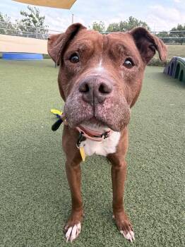 Popsicle -  Pit Bull Terrier Dog for Adoption in Cleveland, Ohio - Popsicle | PetCurious