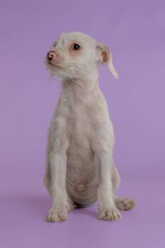 Dolce -  Chihuahua and Maltese Dog for Adoption in Wolcott, Connecticut - Dolce | PetCurious