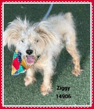 Rescue Terrier Dogs for Adoption in Marietta, Georgia - ZIGGY | PetCurious