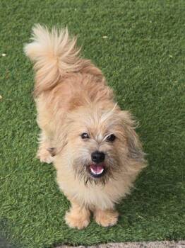 Leo -  Cairn Terrier Dog for Adoption in Montgomery, New Jersey - Leo | PetCurious